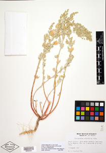 Herbarium Sheet of 